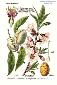 Prunus dulcis Almond, Sweet almond