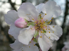 Prunus fenzliana Prunus fenzliana