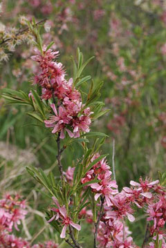 Prunus tenella Dwarf Russian Almond Prunus tenella Dwarf Russian Almond