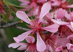 Prunus tenella Dwarf Russian Almond Prunus tenella Dwarf Russian Almond