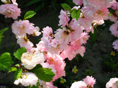 Prunus triloba Flowering Almond, Flowering plum Prunus triloba Flowering Almond, Flowering plum