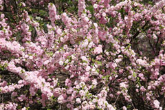 Prunus triloba Flowering Almond, Flowering plum Prunus triloba Flowering Almond, Flowering plum