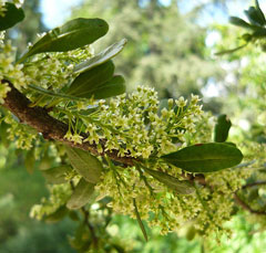 Schinus polygamus Huigen, Hardee peppertree Schinus polygamus Huigen, Hardee peppertree