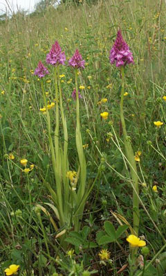 Orchis Pyramidal Orchid