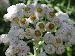 Antennaria Pearly Everlasting, Western pearly everlasting