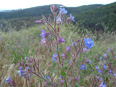 Anchusa azurea Anchusa, Italian bugloss Anchusa azurea Anchusa, Italian bugloss