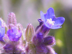 Anchusa officinalis Alkanet, Common bugloss Anchusa officinalis Alkanet, Common bugloss
