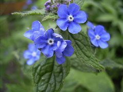 Pentaglottis sempervirens Evergreen bugloss Pentaglottis sempervirens Evergreen bugloss