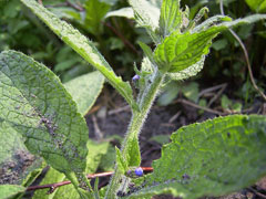 Pentaglottis sempervirens Evergreen bugloss Pentaglottis sempervirens Evergreen bugloss