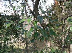 Vaccinium bracteatum Sea Bilberry Vaccinium bracteatum Sea Bilberry