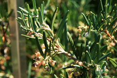 Andromeda glaucophylla Bog Rosemary Andromeda glaucophylla Bog Rosemary