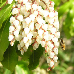 Pieris japonica Lily Of The Valley Bush, Japanese pieris, Japanese Andromeda, Lily of the Valley Shrub, Japanese Pie Pieris japonica Lily Of The Valley Bush, Japanese pieris, Japanese Andromeda, Lily of the Valley Shrub, Japanese Pie