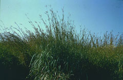 Andropogon gerardi Big Bluestem Andropogon gerardi Big Bluestem