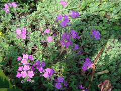 Androsace sarmentosa Rock Jasmine Androsace sarmentosa Rock Jasmine