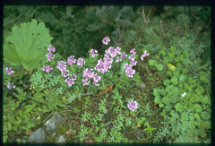 Androsace sarmentosa Rock Jasmine Androsace sarmentosa Rock Jasmine