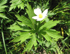 Anemone canadensis Canadian Anemone Anemone canadensis Canadian Anemone