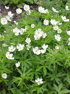 Anemone canadensis Canadian Anemone Anemone canadensis Canadian Anemone