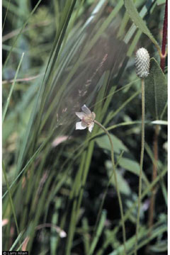 Anemone cylindrica Candle Anemone Anemone cylindrica Candle Anemone