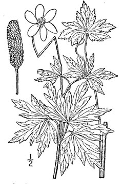 Anemone cylindrica Candle Anemone Anemone cylindrica Candle Anemone