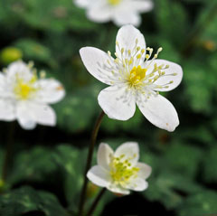 Anemone flaccida Anemone flaccida