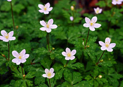 Anemone flaccida Anemone flaccida