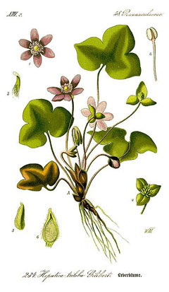 Hepatica nobilis Hepatica, Sharplobe hepatica, Roundlobe hepatica Hepatica nobilis Hepatica, Sharplobe hepatica, Roundlobe hepatica