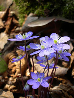 Hepatica nobilis Hepatica, Sharplobe hepatica, Roundlobe hepatica Hepatica nobilis Hepatica, Sharplobe hepatica, Roundlobe hepatica