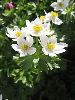 Anemone_narcissiflora Narcissus-Flowered Anemone, Narcissus anemone