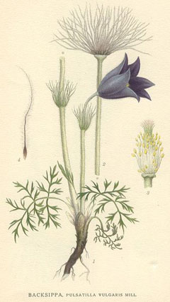 Pulsatilla vulgaris Pasque Flower, European pasqueflower