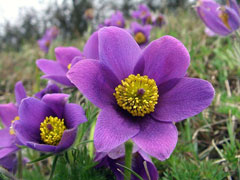 Pulsatilla vulgaris Pasque Flower, European pasqueflower Pulsatilla vulgaris Pasque Flower, European pasqueflower