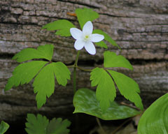 Anemone quinquefolia Wind Flower, Wood anemone, Twoleaf anemone, Nightcaps Anemone quinquefolia Wind Flower, Wood anemone, Twoleaf anemone, Nightcaps