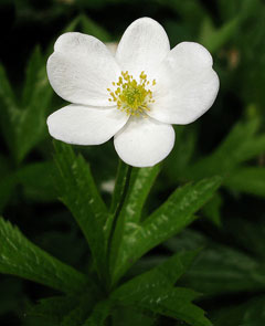Anemone quinquefolia Wind Flower, Wood anemone, Twoleaf anemone, Nightcaps Anemone quinquefolia Wind Flower, Wood anemone, Twoleaf anemone, Nightcaps