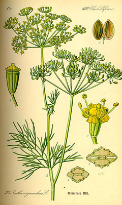 Anethum graveolens Dill Anethum graveolens Dill
