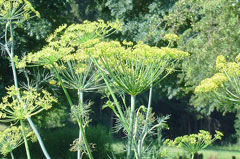 Anethum graveolens Dill Anethum graveolens Dill
