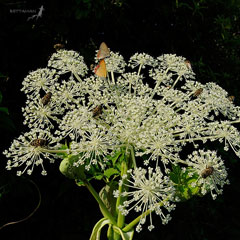 Angelica dahurica Bai Zhi Angelica dahurica Bai Zhi