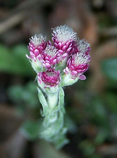 Antennaria_dioica Catsfoot, Stoloniferous pussytoes