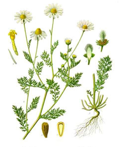 Anthemis cotula Mayweed, Stinking chamomile Anthemis cotula Mayweed, Stinking chamomile