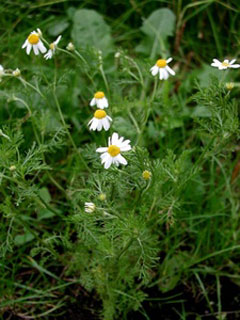 Anthemis cotula Mayweed, Stinking chamomile Anthemis cotula Mayweed, Stinking chamomile