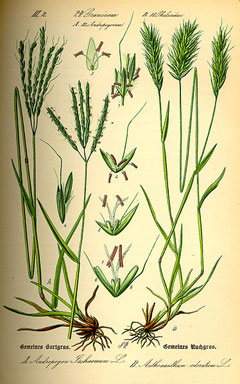 Anthoxanthum_odoratum Sweet Vernal Grass
