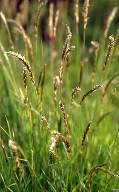 Anthoxanthum Sweet Vernal Grass