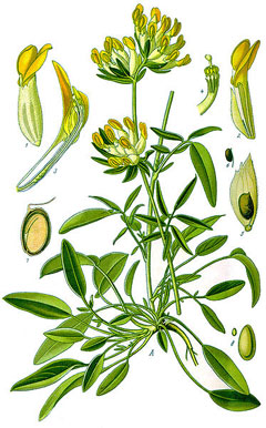 Anthyllis vulneraria Kidney Vetch Anthyllis vulneraria Kidney Vetch