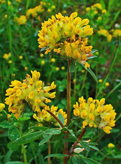 Anthyllis vulneraria Kidney Vetch Anthyllis vulneraria Kidney Vetch