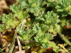 Aphanes arvensis Parsley Piert, Field parsley piert