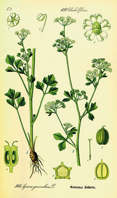 Apium graveolens Wild Celery. Ajmod, Ajwain-ka-patta (Indian)