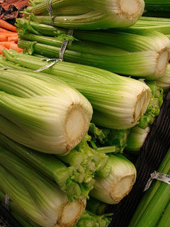 Apium graveolens dulce Celery Apium graveolens dulce Celery