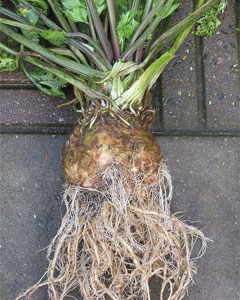 Apium graveolens rapaceum Celeriac Apium graveolens rapaceum Celeriac