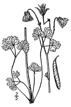 Aquilegia brevistyla Smallflower columbine