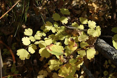 Aquilegia brevistyla Smallflower columbine