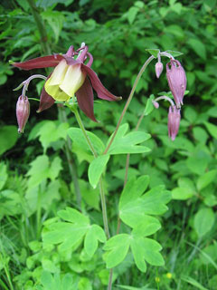 Aquilegia buergeriana Aquilegia buergeriana
