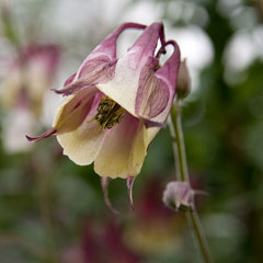 Aquilegia buergeriana Aquilegia buergeriana
